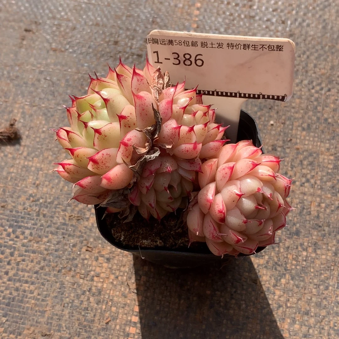 边线麦秆老桩精品58包邮不包整