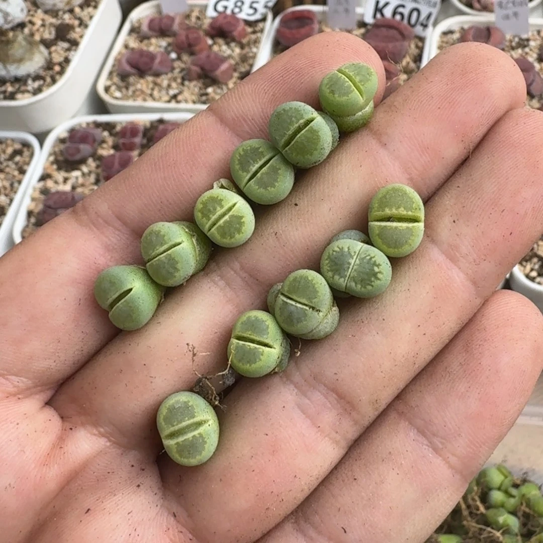 S***.K802绿李回交版绿菊