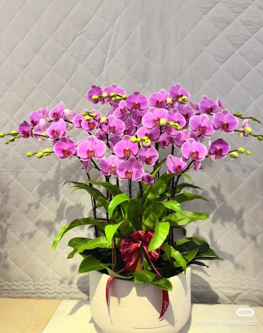 【紫蝶带花】2.8寸蝴蝶兰花苗盆栽室内花卉四季好养活适合客厅摆放