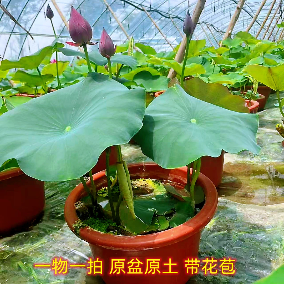 荷花成品盆栽带花苞发水培植物荷花庭院阳台四季池塘水生睡莲花卉