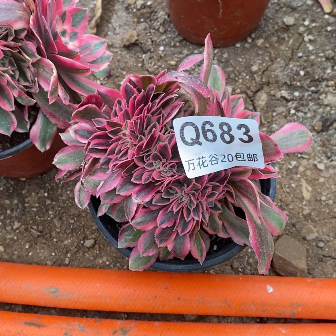 683女巫缀10厘米量拍多肉