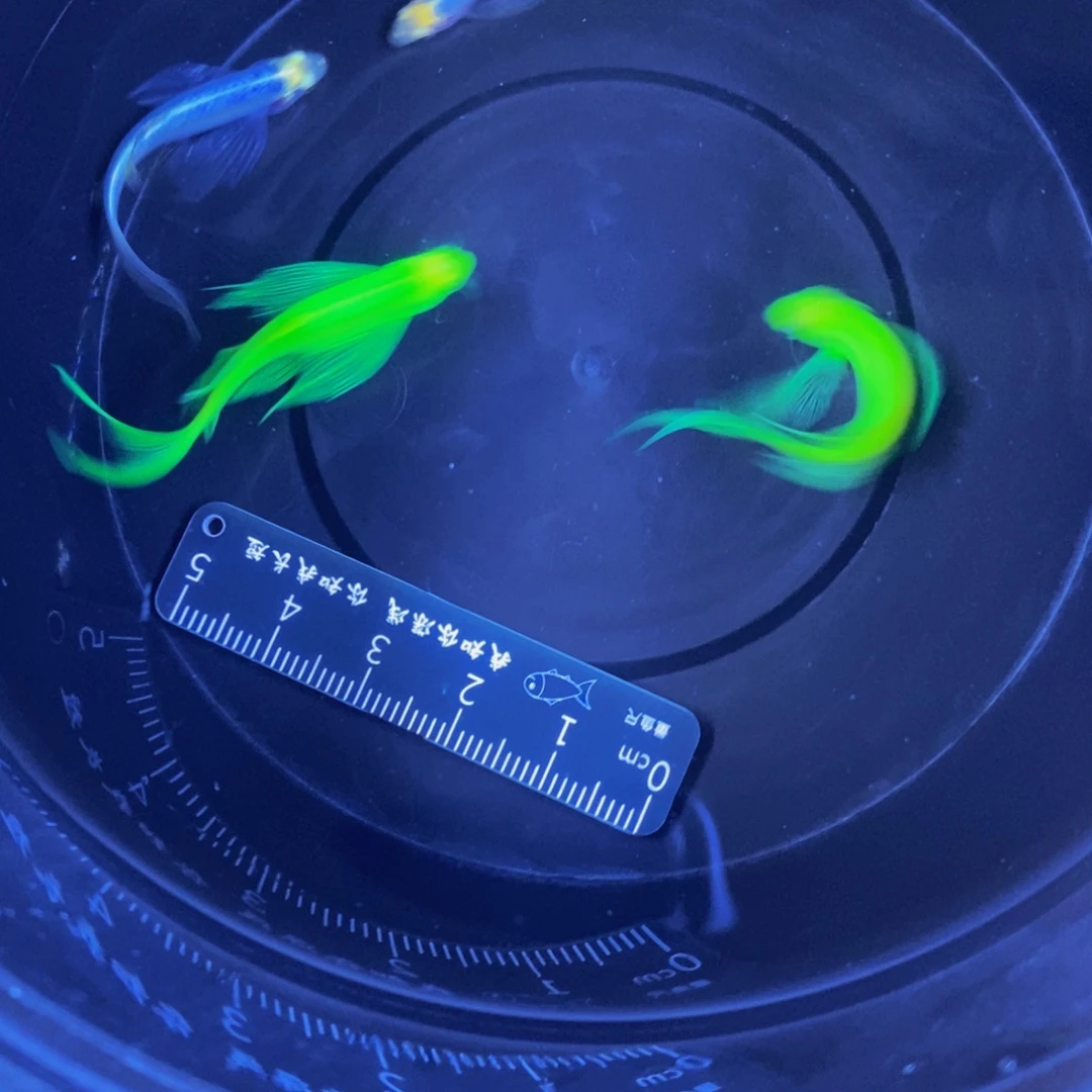 斑马鱼蝶翼斑马3.5-4自选4条