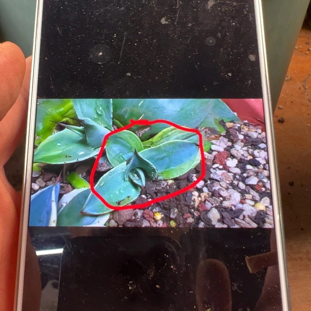 多肉植物圆叶鲸鱼舌浅覆轮