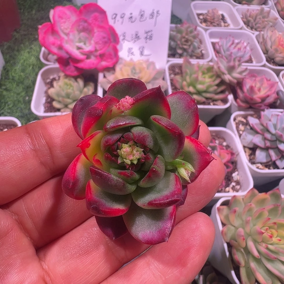 愚***鲁多肉植物多肉植物