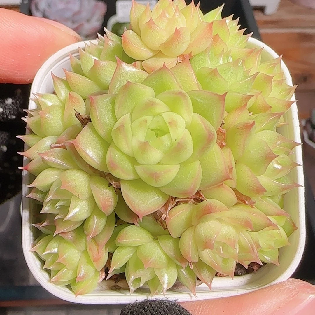 多肉1101--250麦秆群