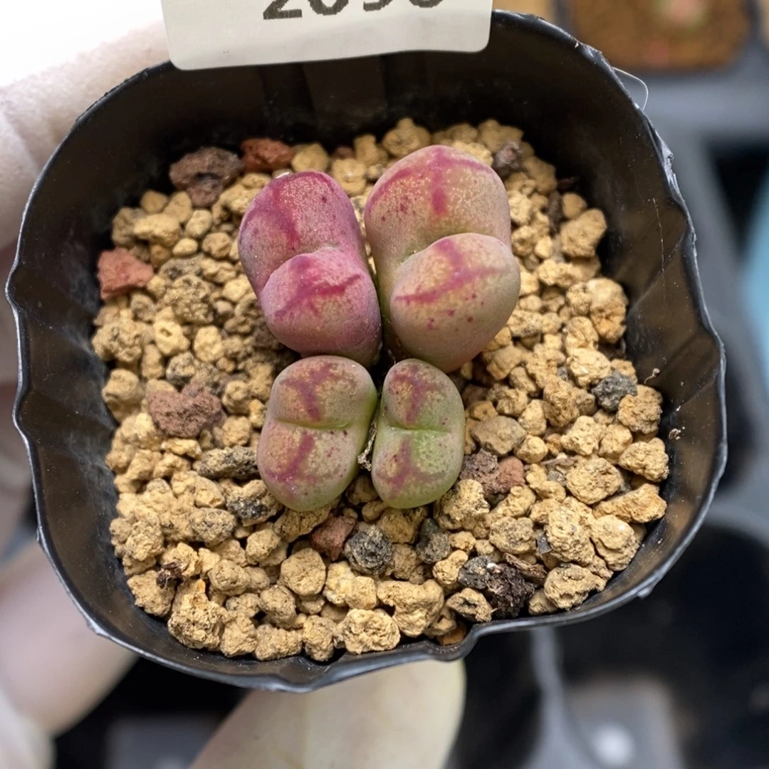 多肉植物肉锥杂交K-2096 半价