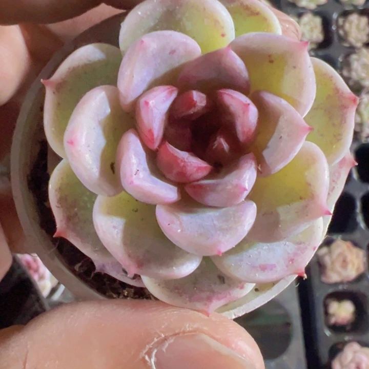 韩版天鹅绒精品多肉