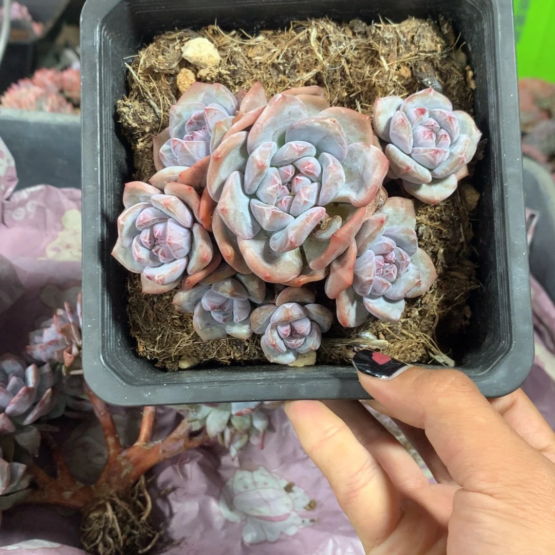 无砍自然群石榴籽