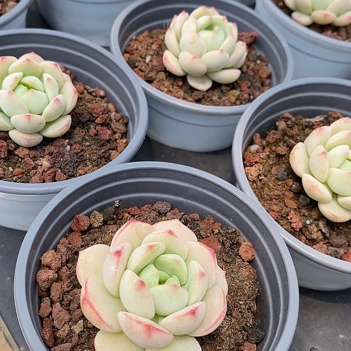 香草单头福利多多