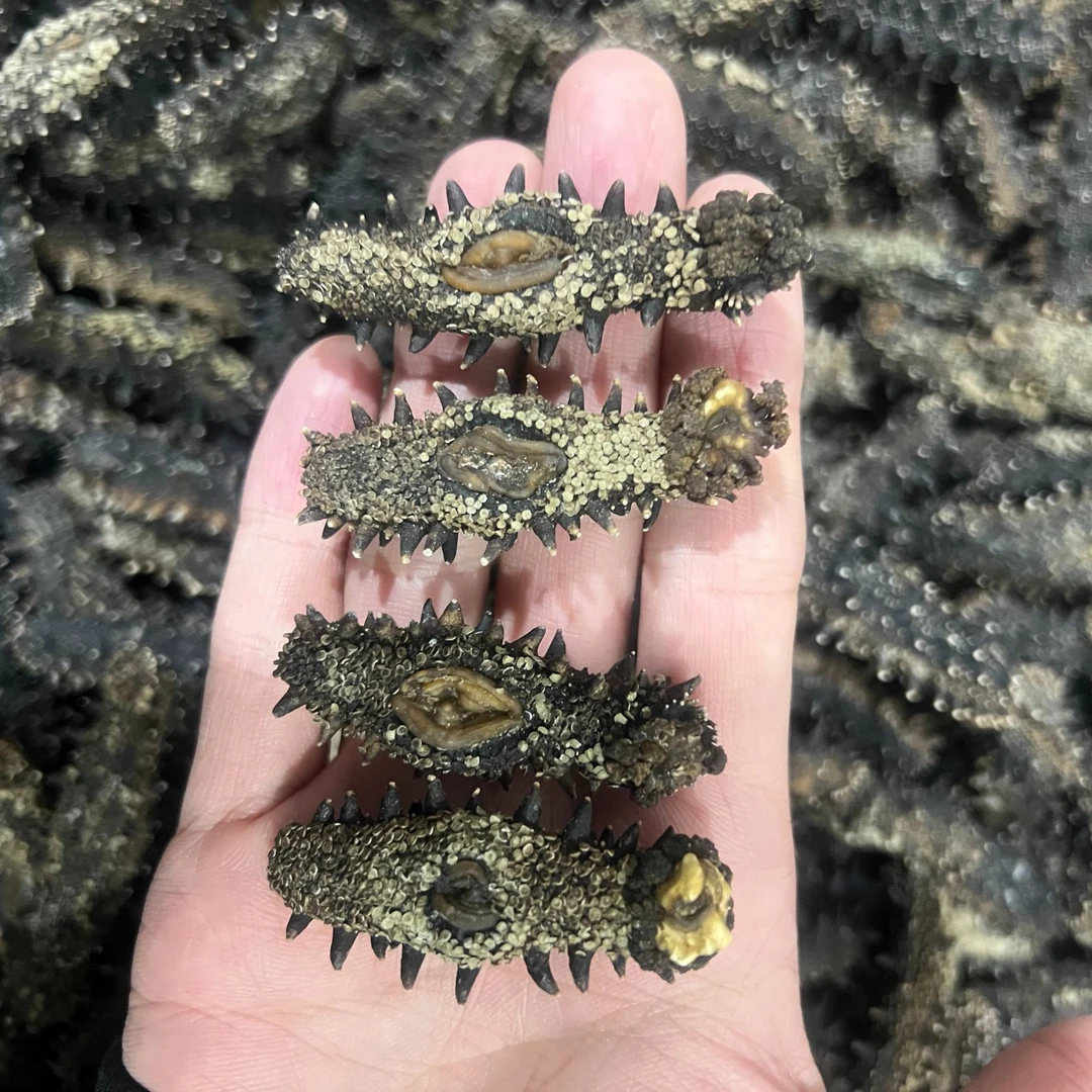 (500g)东(蚂蚁岛) 深海货 到手70头左右 超大 肉厚 试吃2只