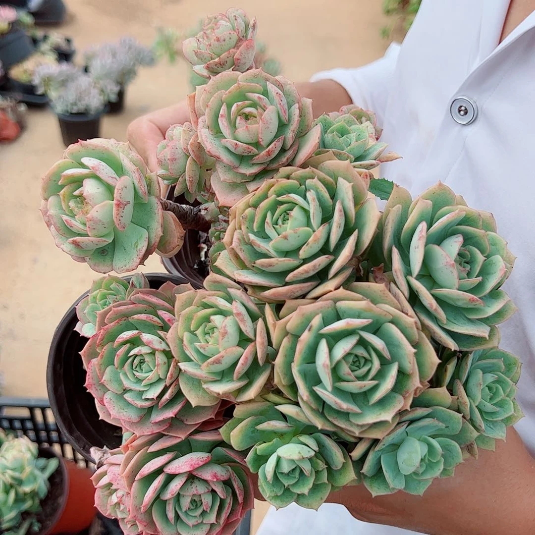 克罗地亚玫瑰多头群生3盆