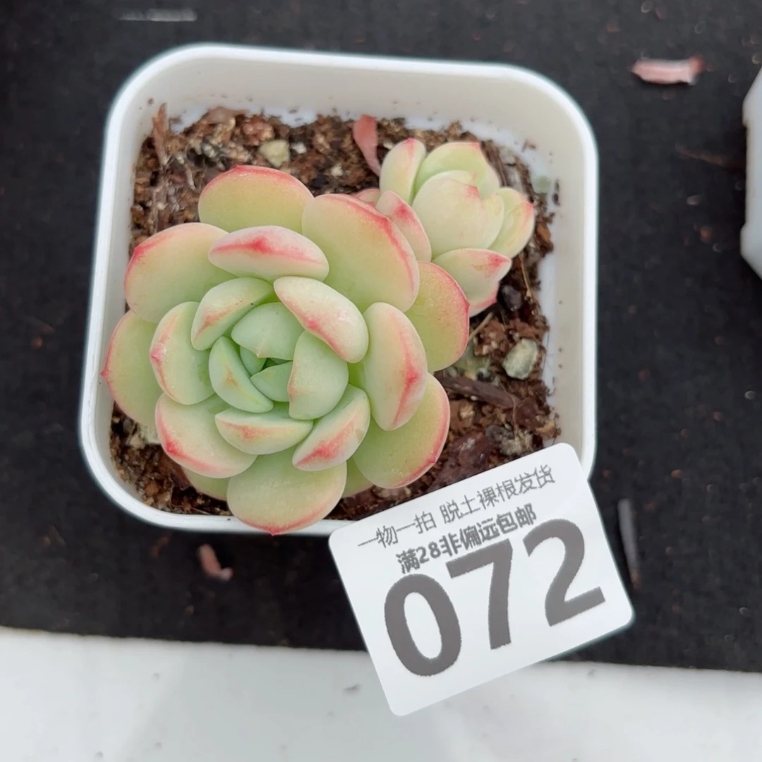香草双头无盆土发货