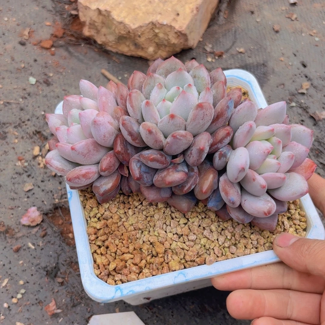 八折福利，所罗门杂香水