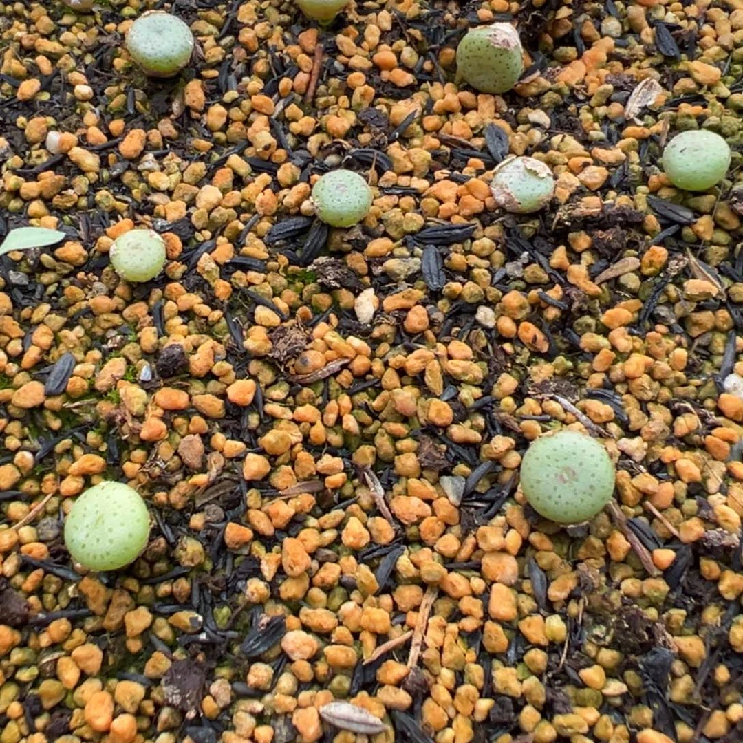 20-14量拍肉锥一颗，多肉