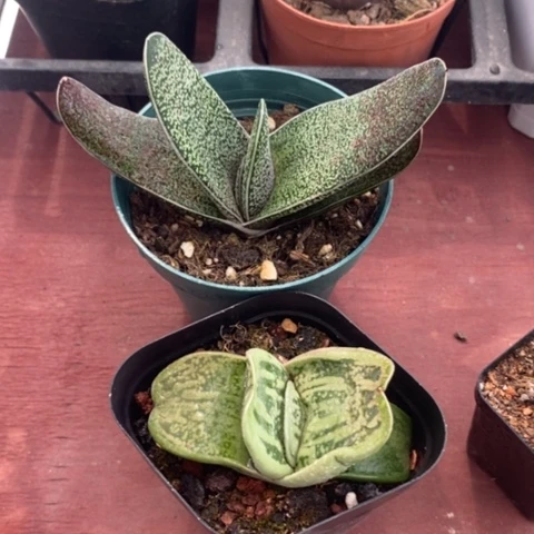 硬叶卧牛2颗仙人球