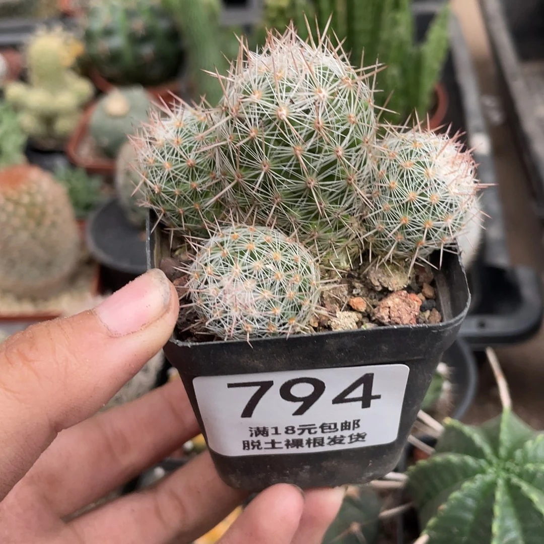 794特价紫霞仙人球植物