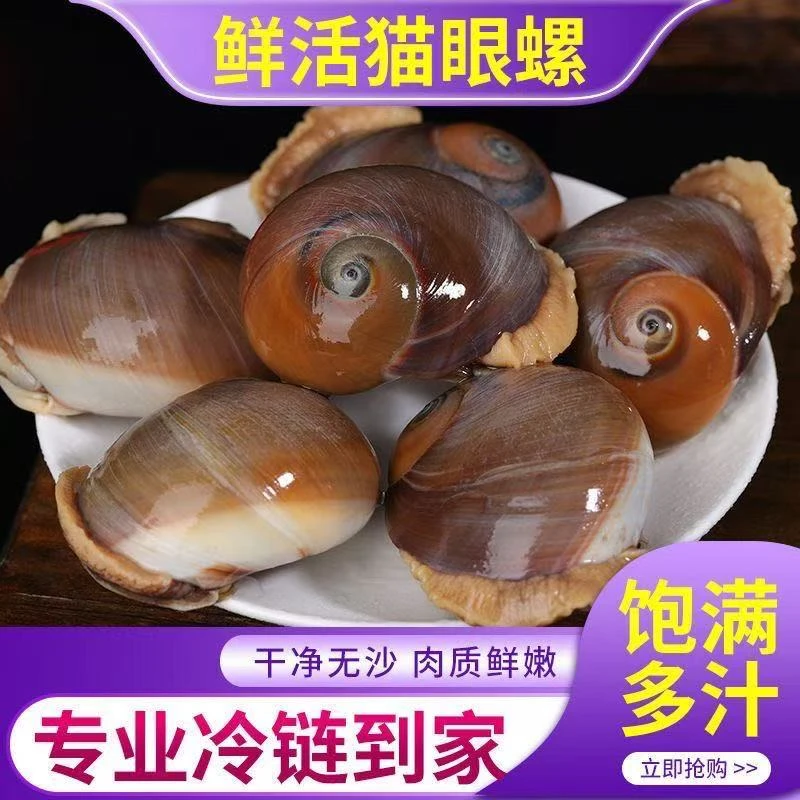 鲜活猫眼螺新鲜香螺吐沙发货东港野生海螺（鲜活发货保鲜不包活）