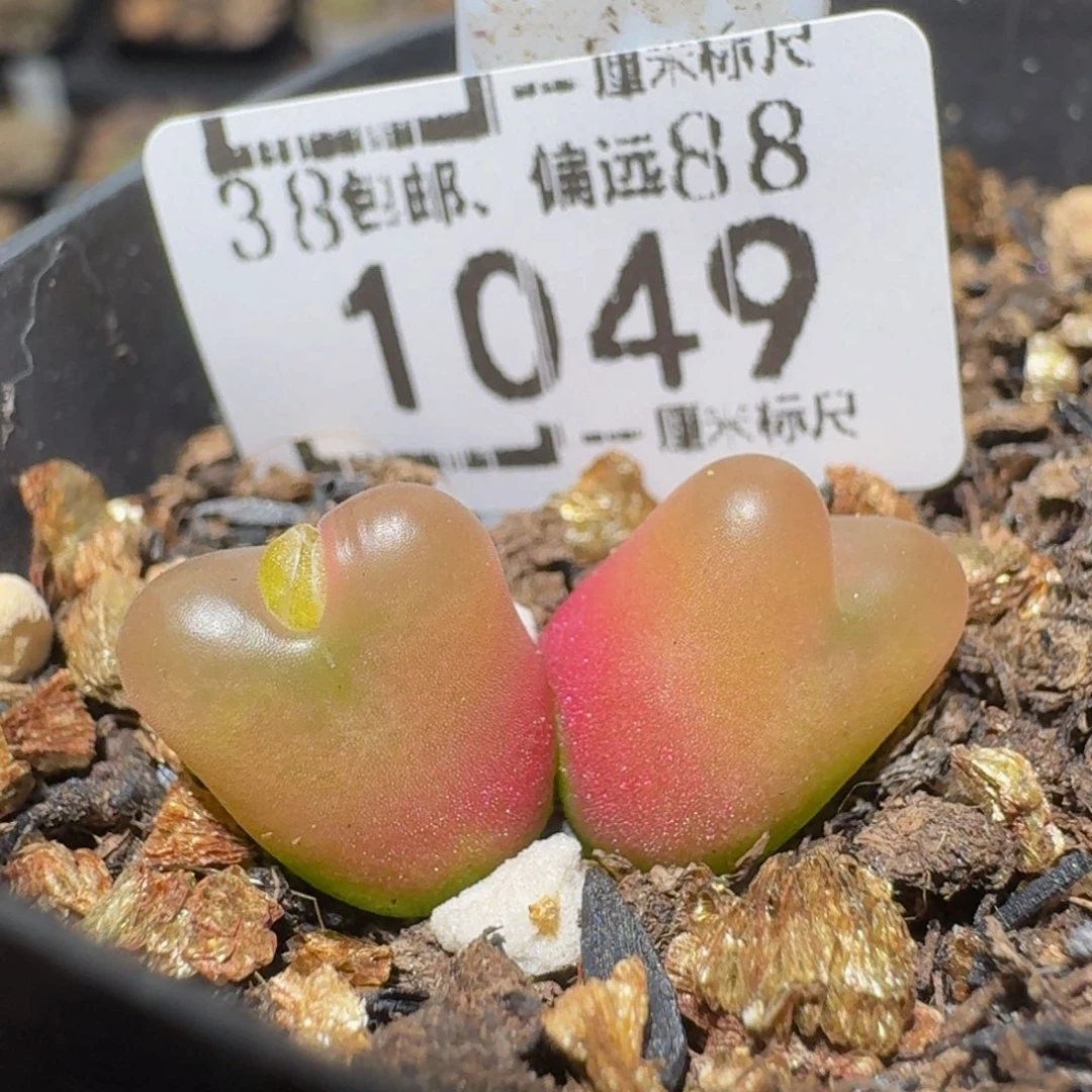 Zzzx精品生石花1049