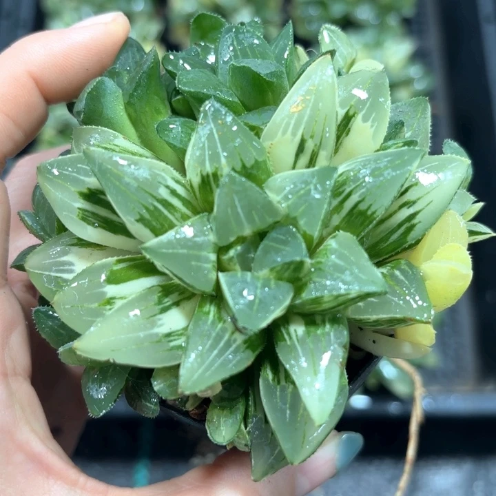 手捧花群生姬寿锦多肉植物