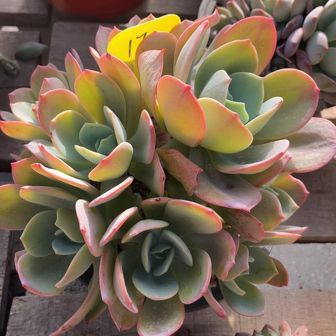 抹茶群生多肉植物170