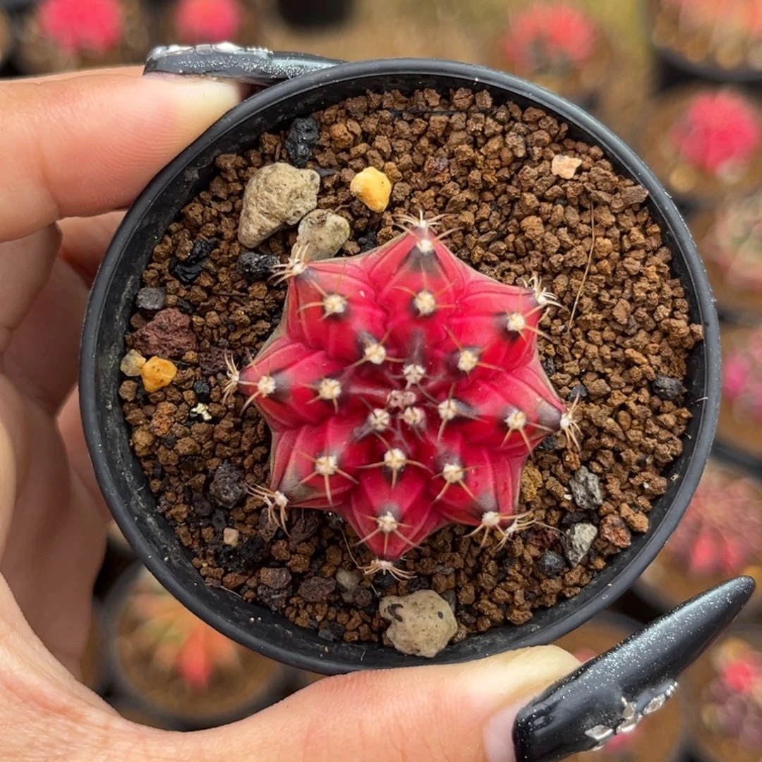 红穹顶米哈 带盆土发货