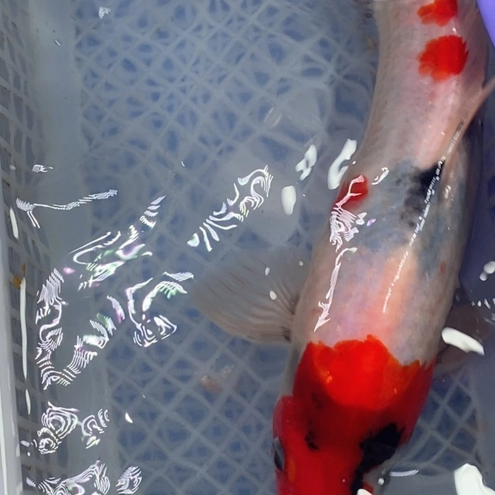 锦鲤冷水锦鲤包邮（无开箱视频不售后 ）