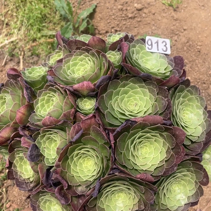 913多肉植物圣罗兰