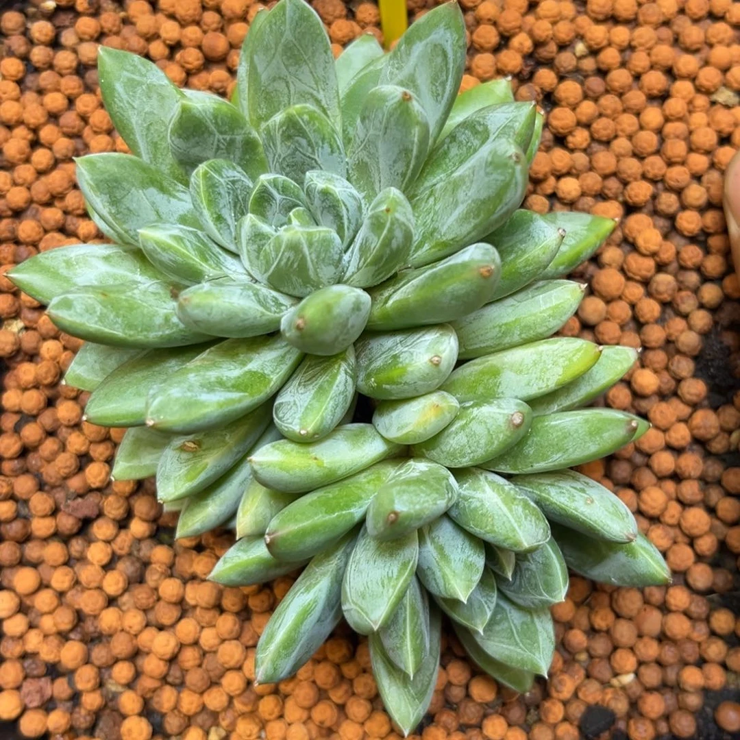 多肉植物贝拉群884