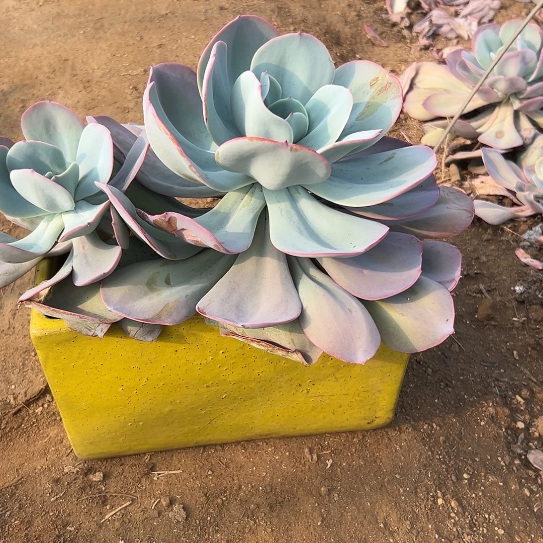 多肉植物布鲁克林蓝