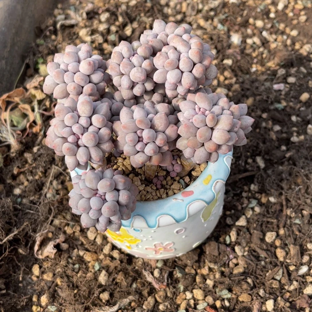 方*?多肉老桩漂亮