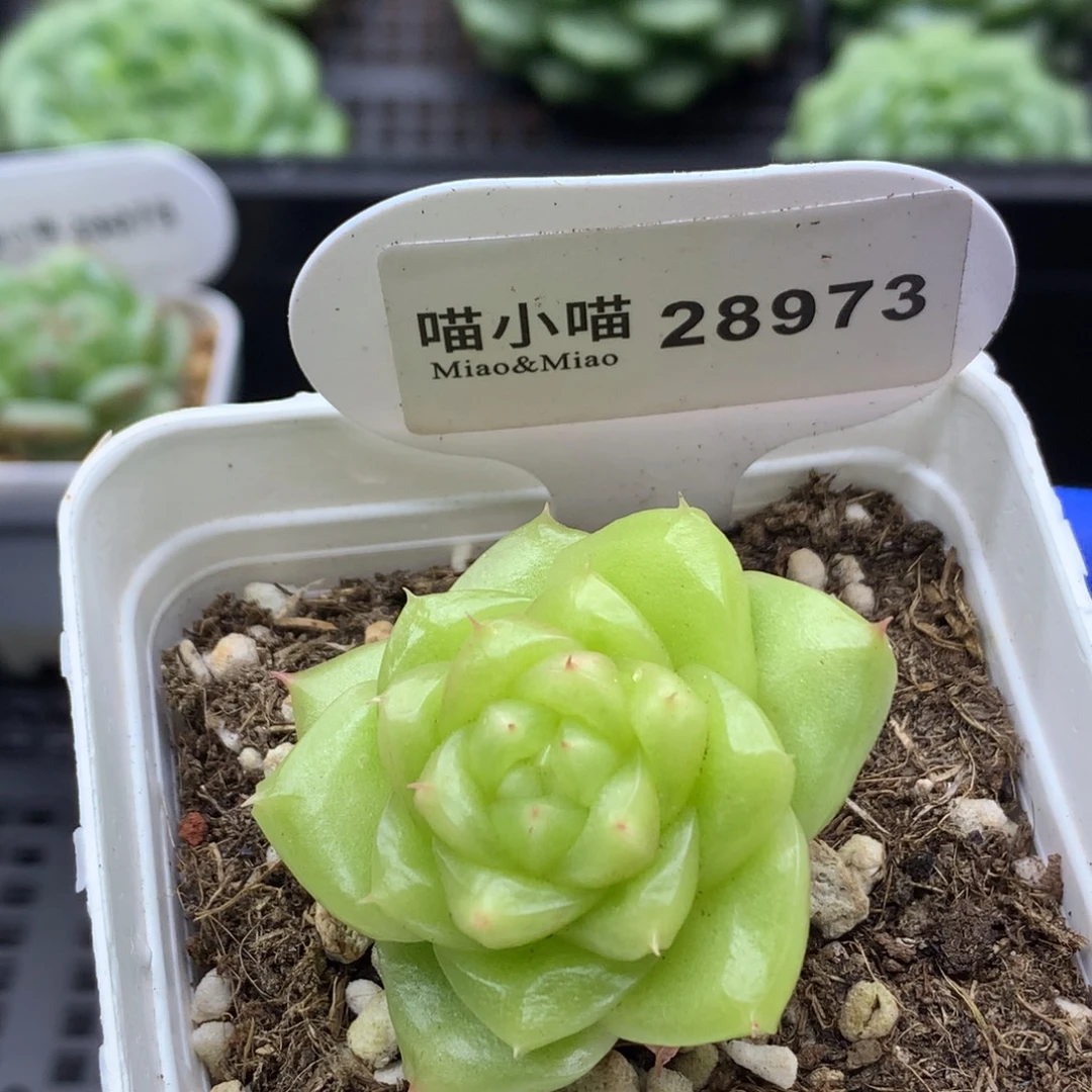 多肉植物杂交珍妮