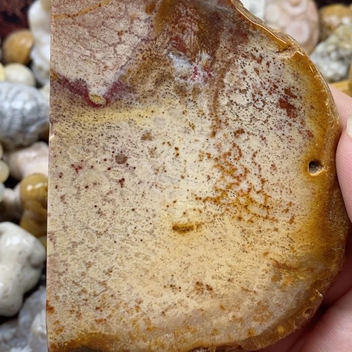 颈饰未镶嵌硅化珊瑚（珊瑚玉）