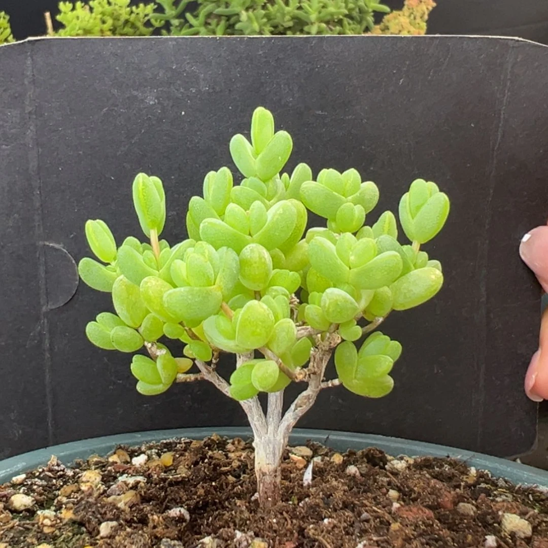 【闪购商品】dy2532老桩粗腿元宝冠幅5.5cm