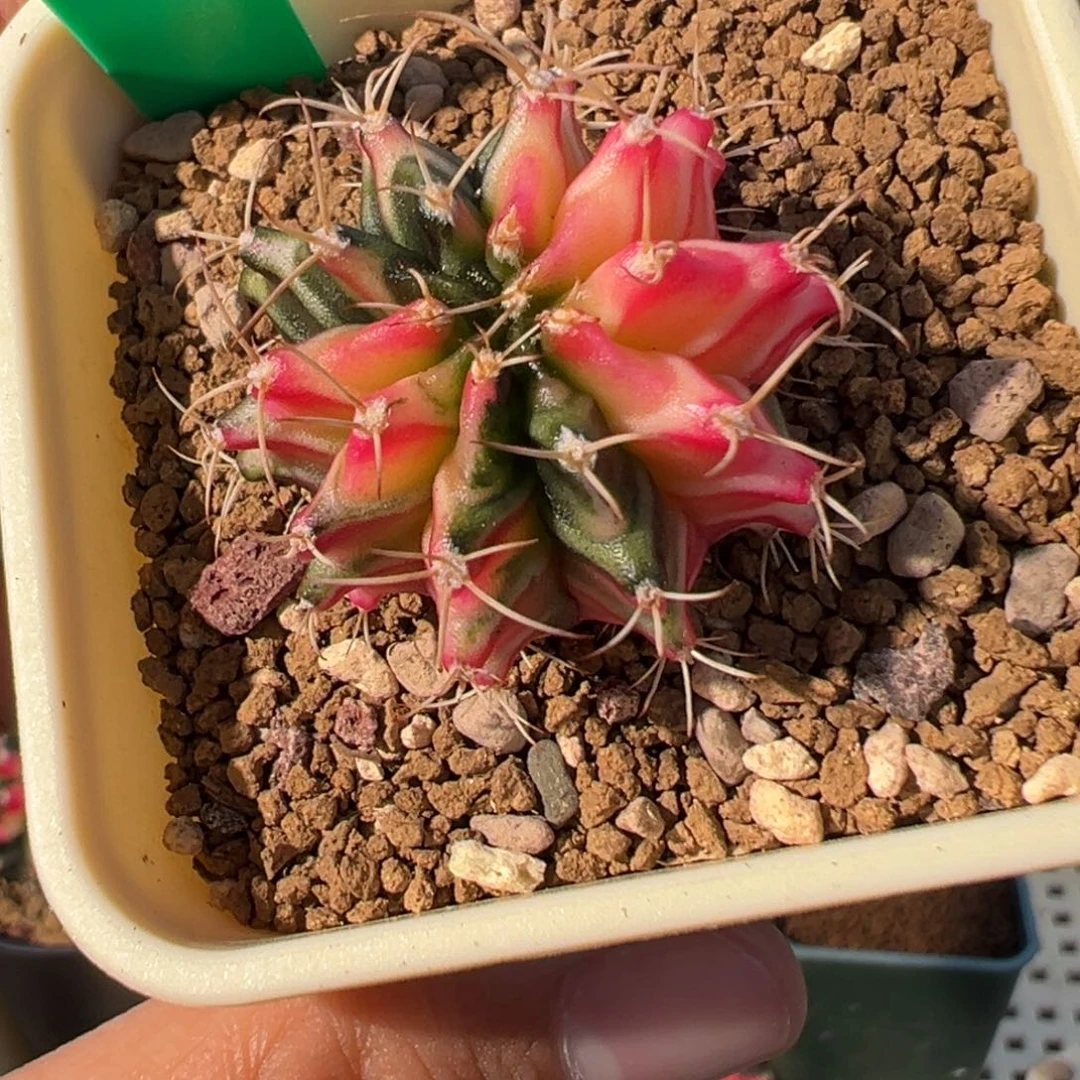 98 好看的米哈冲冲冲