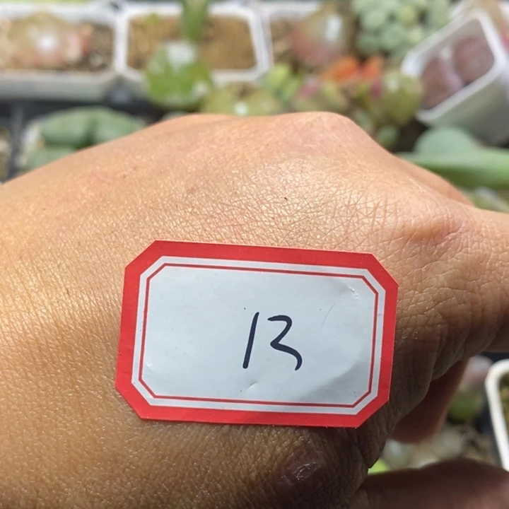 帕***奇5666666666666666666669