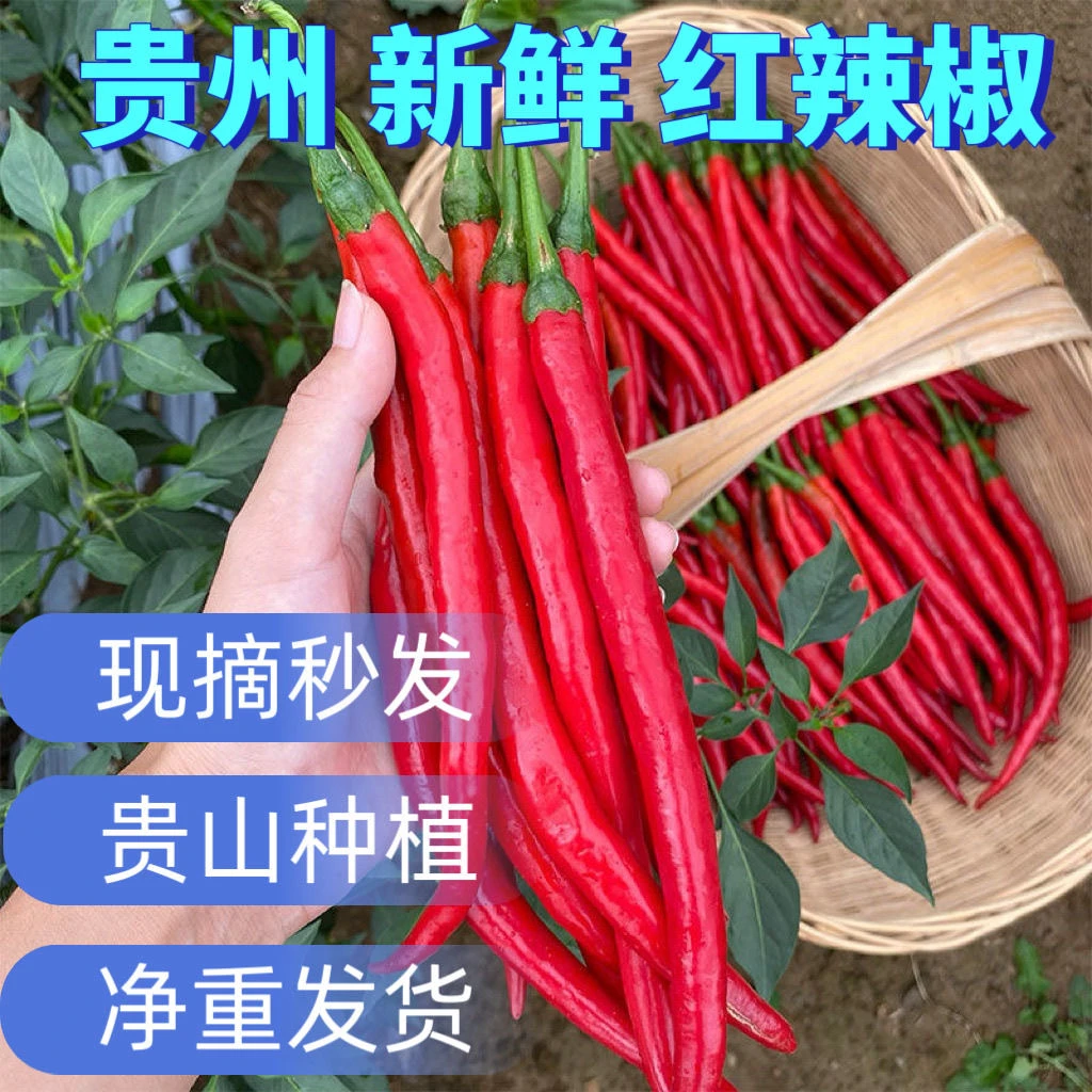 现摘红二荆条红线椒新鲜红剁椒红辣椒5斤包邮