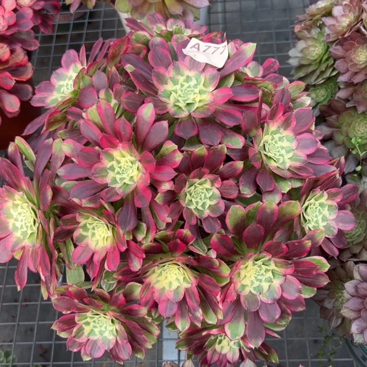 777天合朵朵32厘米左右