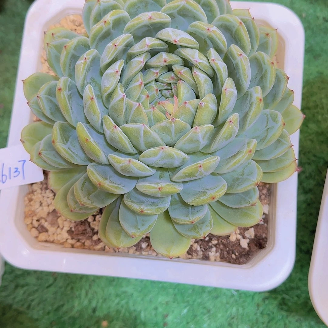 冉**26137雪花多肉植物