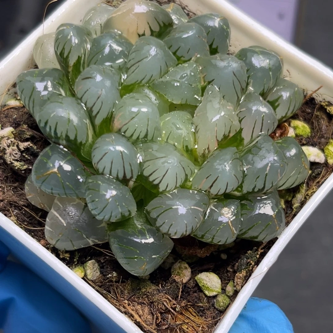 恭喜发财大吉大利1011