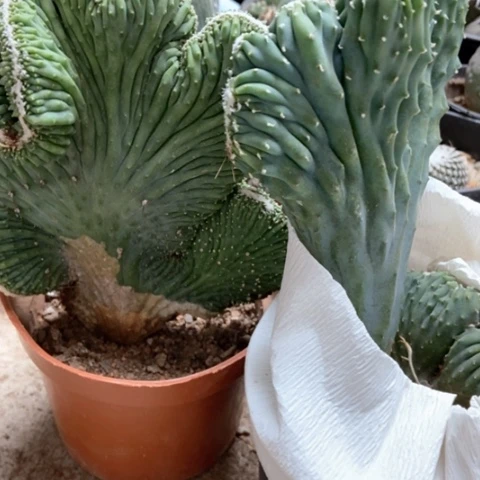 五指山两盆18米仙人球