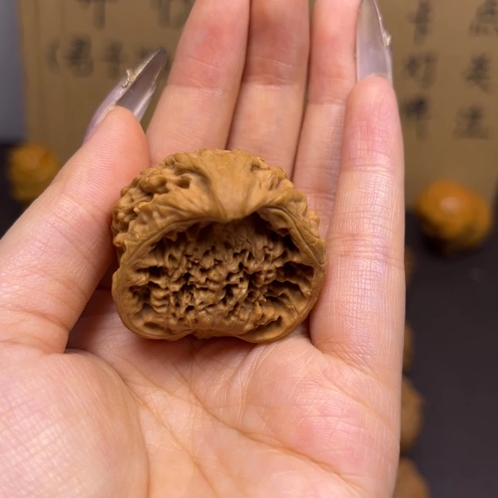 飞***翔菩提籽类蛇单只异型有瑕