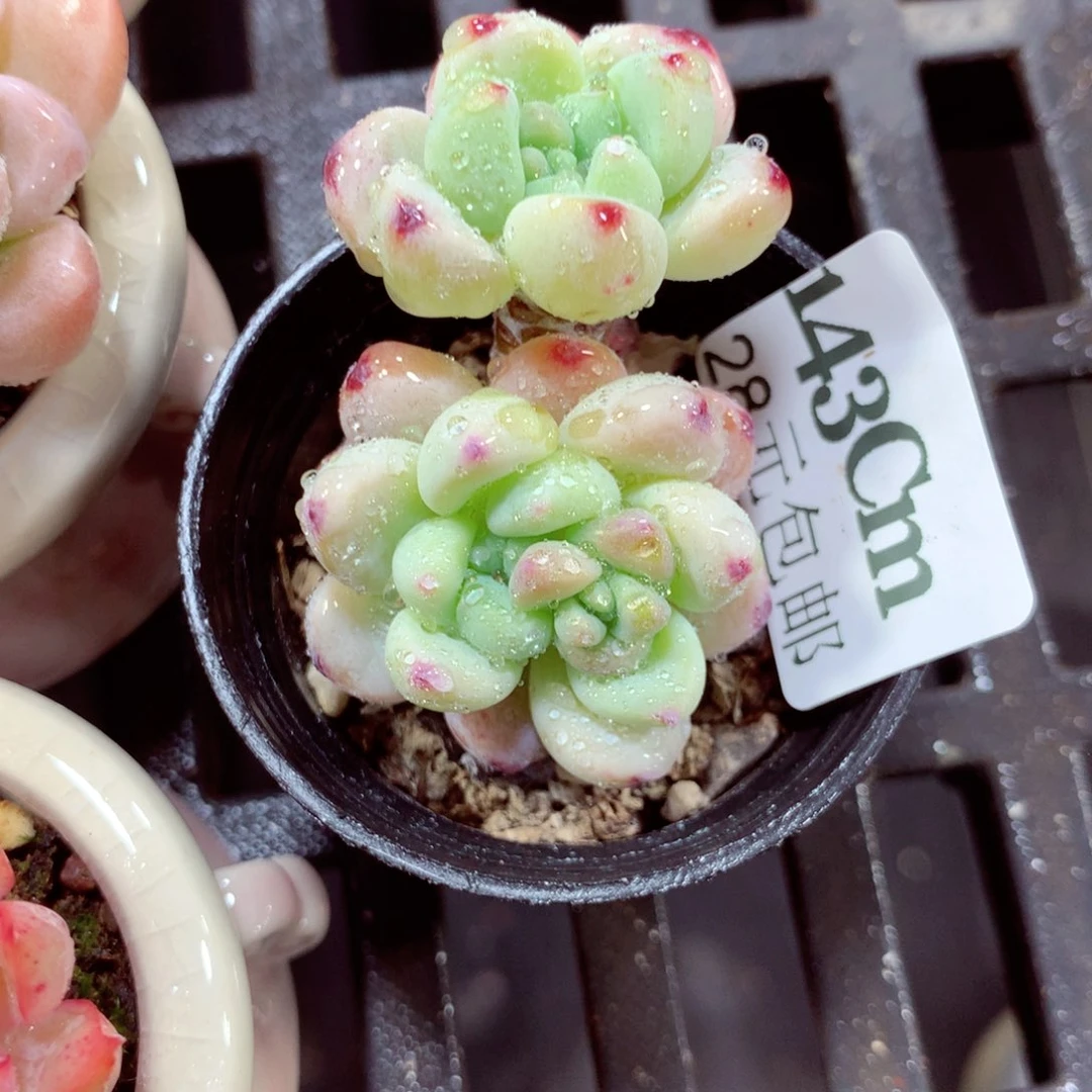 5厘米盆精控多肉143