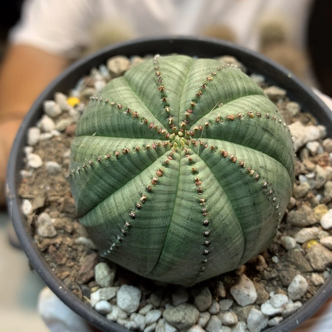 13号 自根 欧布 5公分