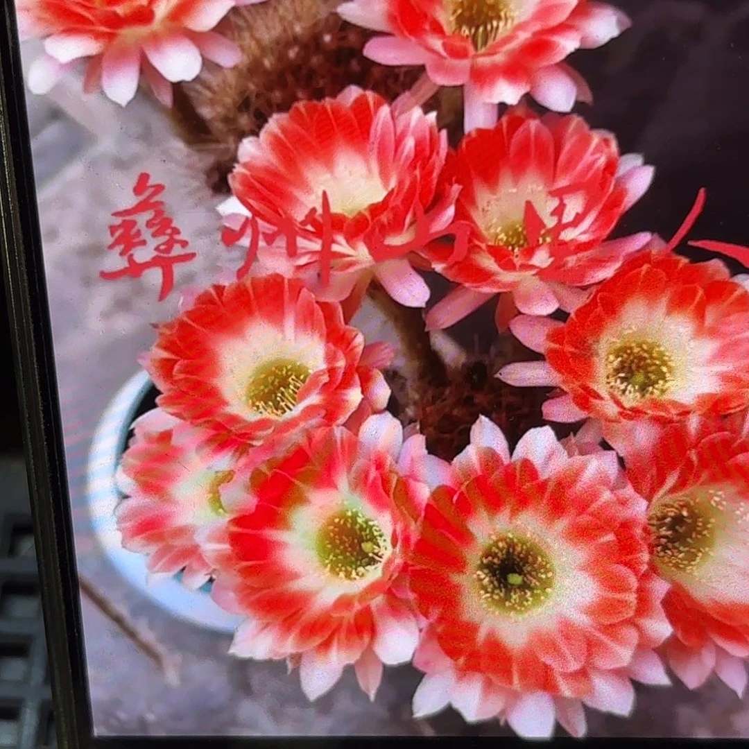 丽花德一三公分侧牙20包邮仙人球46