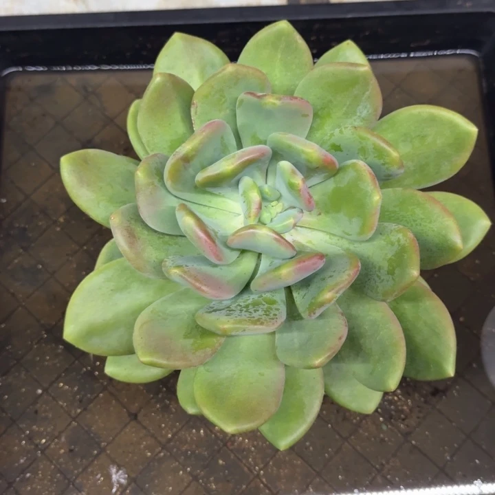 X系列美人新品 母本 一物一拍