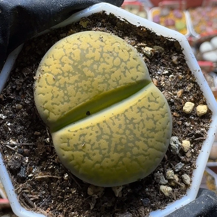 小***觉生石花1111112。   216