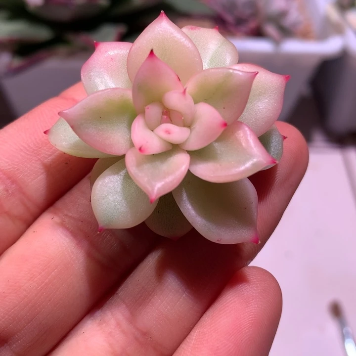 弗洛瑞安娜锦锦锦锦