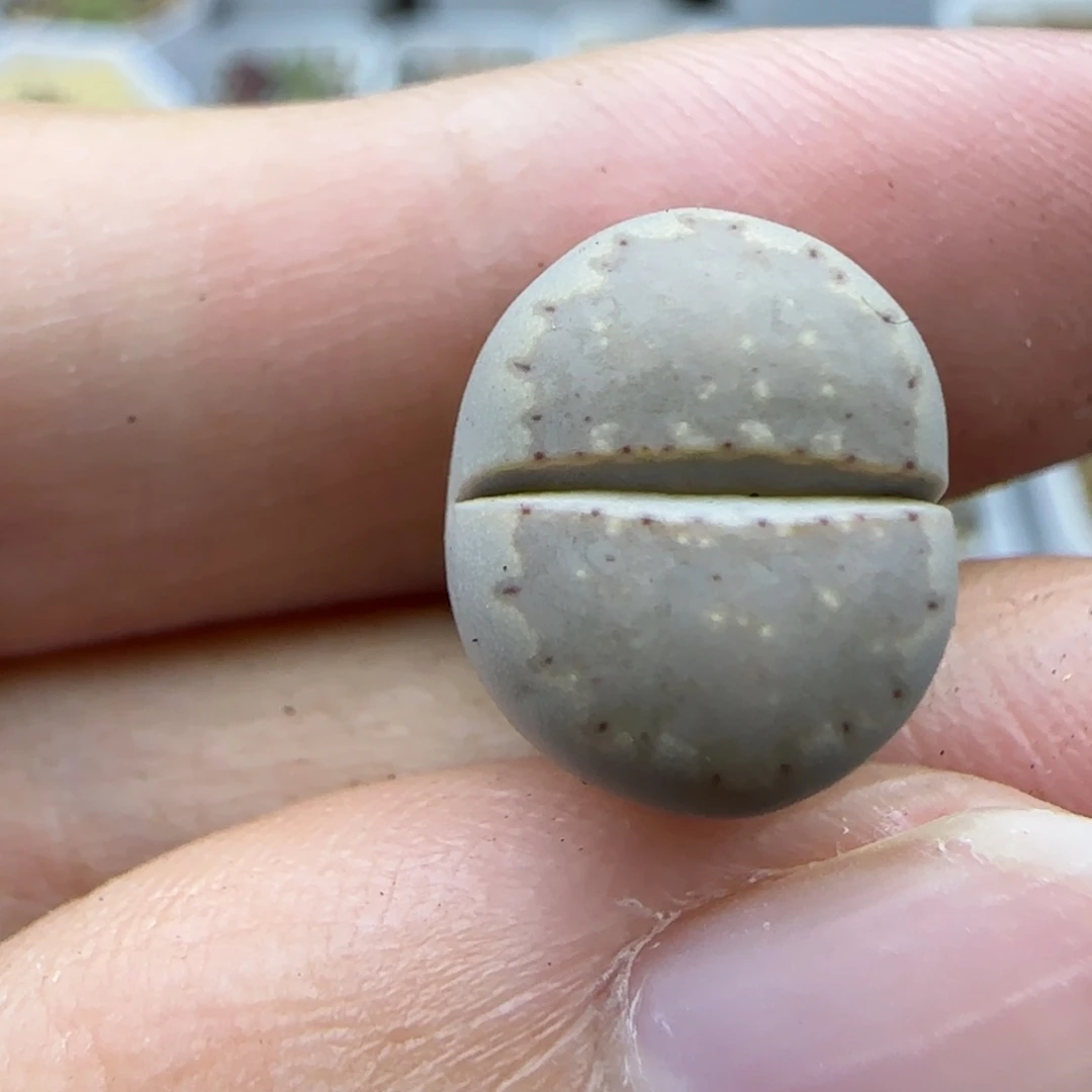 200饼干清框福利30包邮