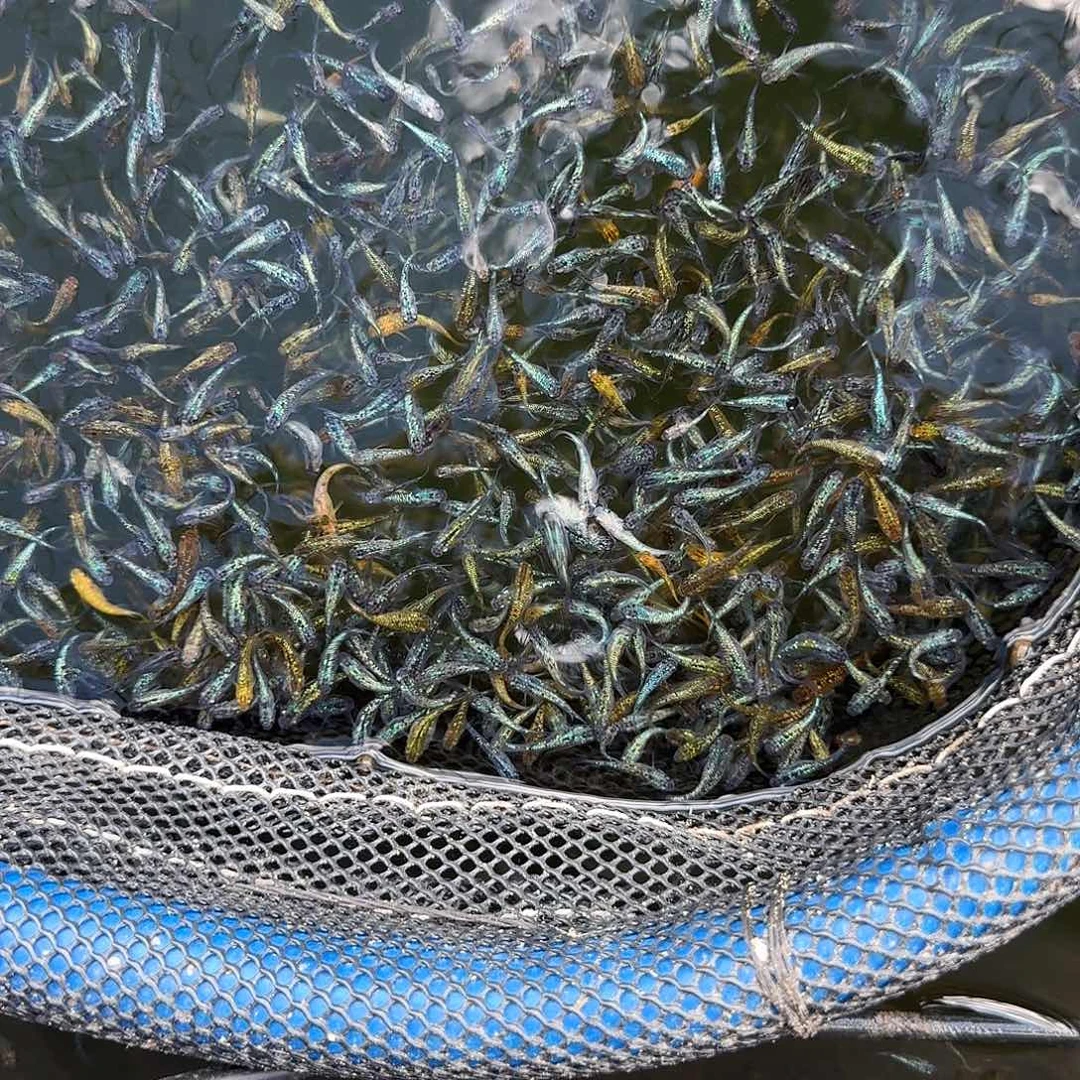 青鳉鱼2组包邮1.5-2cm观背青鳉星光10条