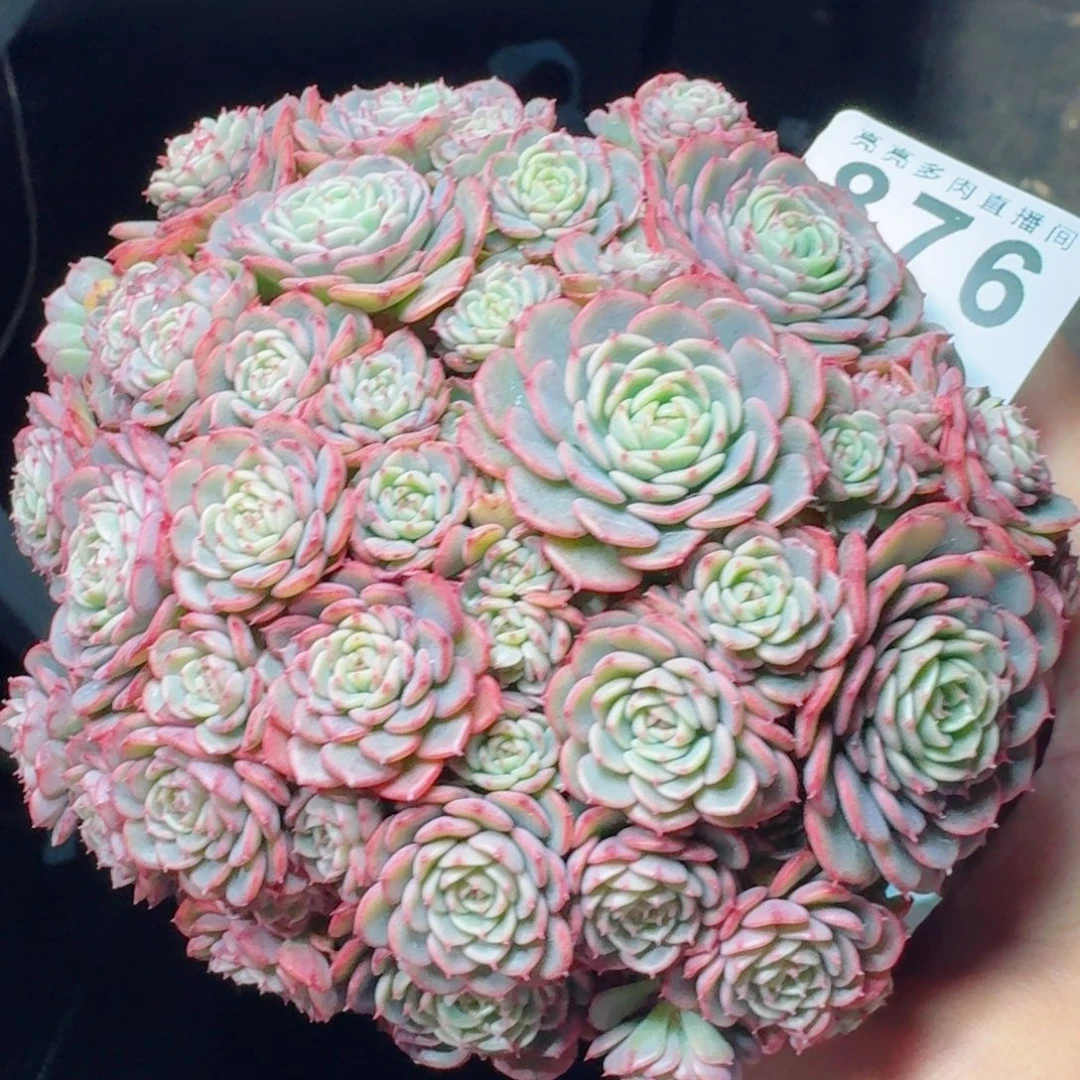 群生整装无砍      愿你一路坦途，乘风破浪展宏图